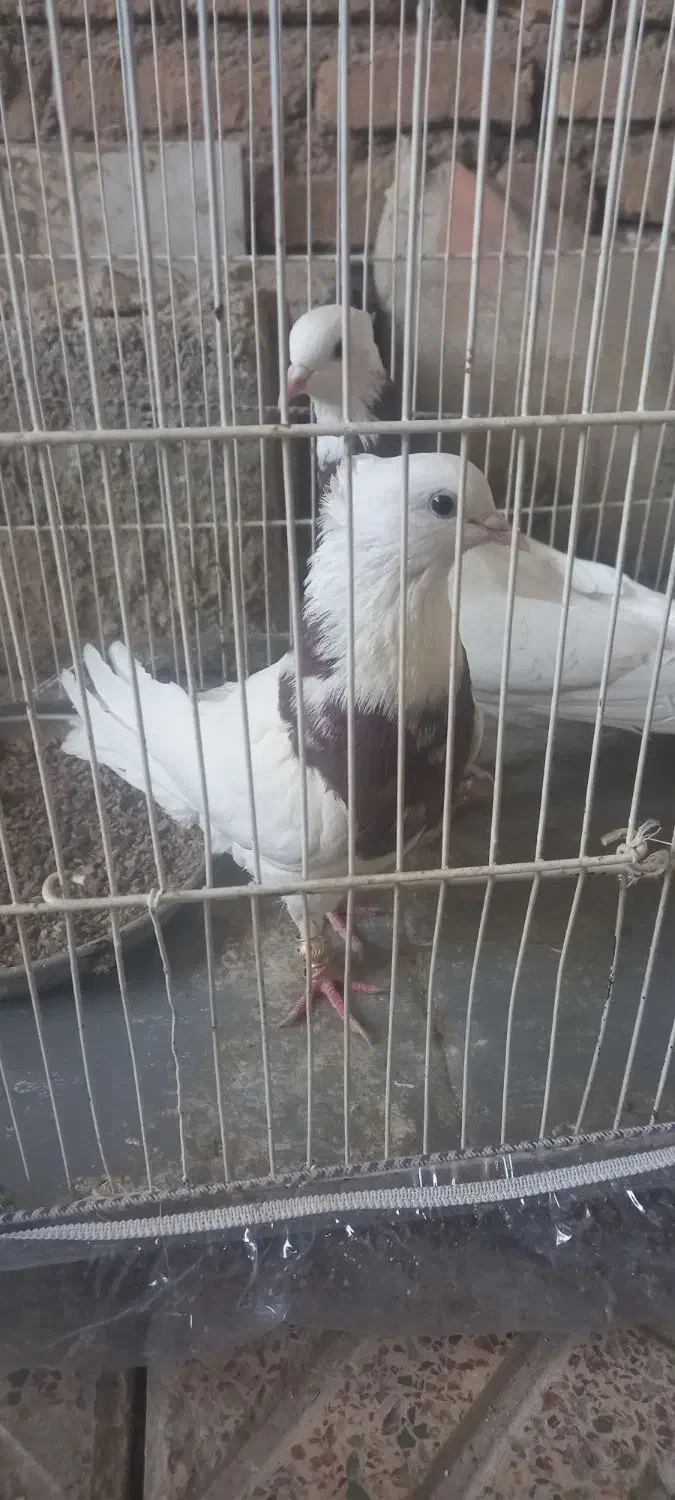 طوقی سرخ|پرنده|قائن, |دیوار