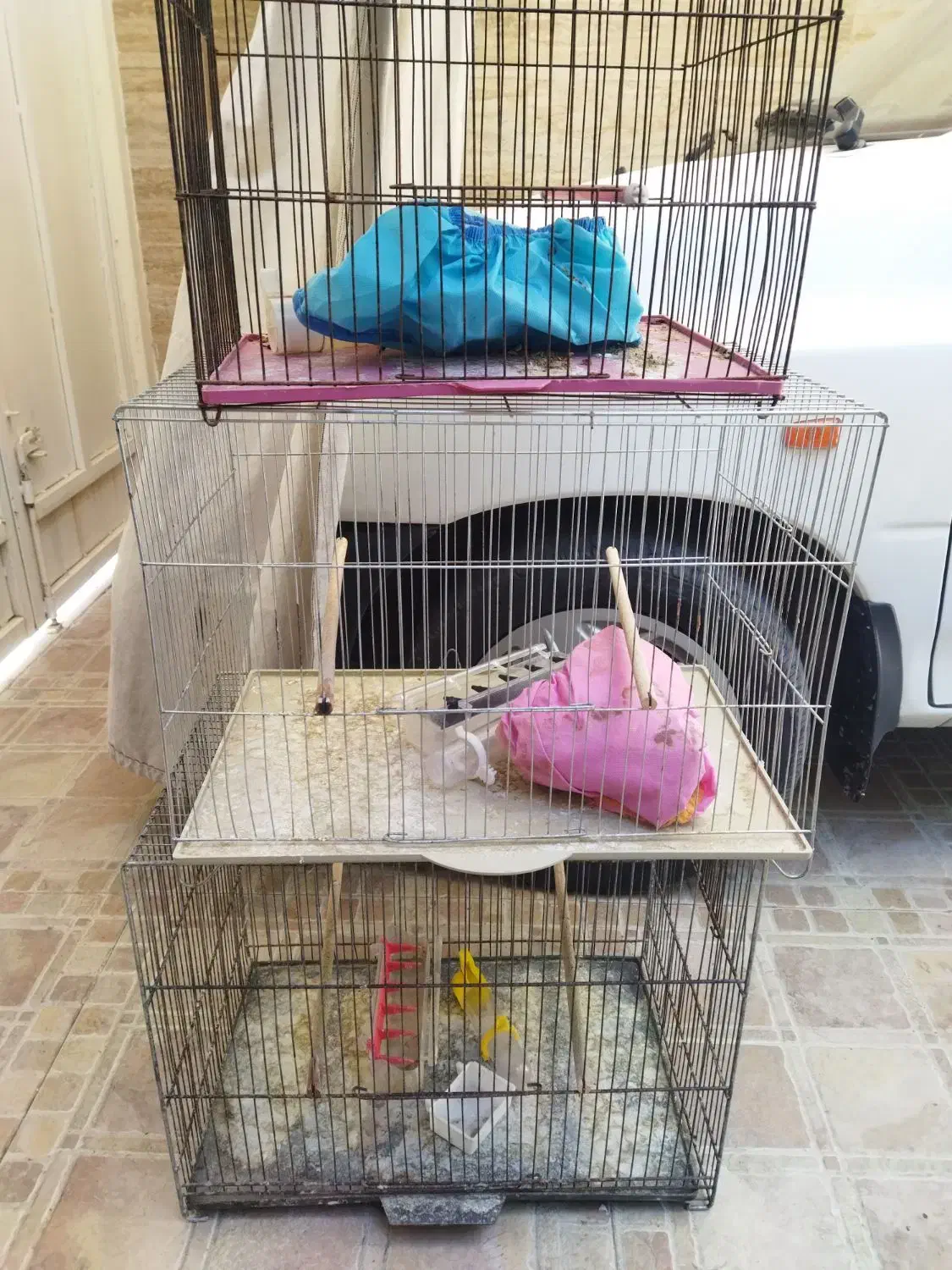 قفس پرنده سهره قناری|پرنده|شیراز, صاحب الزمان|دیوار