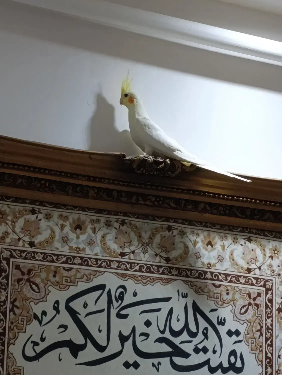 عروس هلندی لوتینو|پرنده|رشت, سیا اسطلخ|دیوار