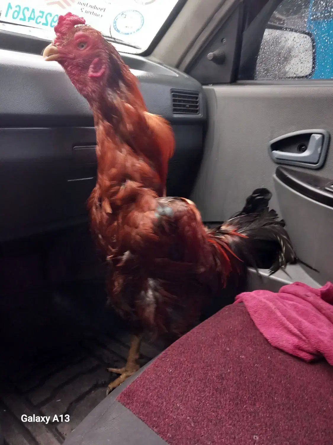 لاری|حیوانات مزرعه|لشت نشا, |دیوار