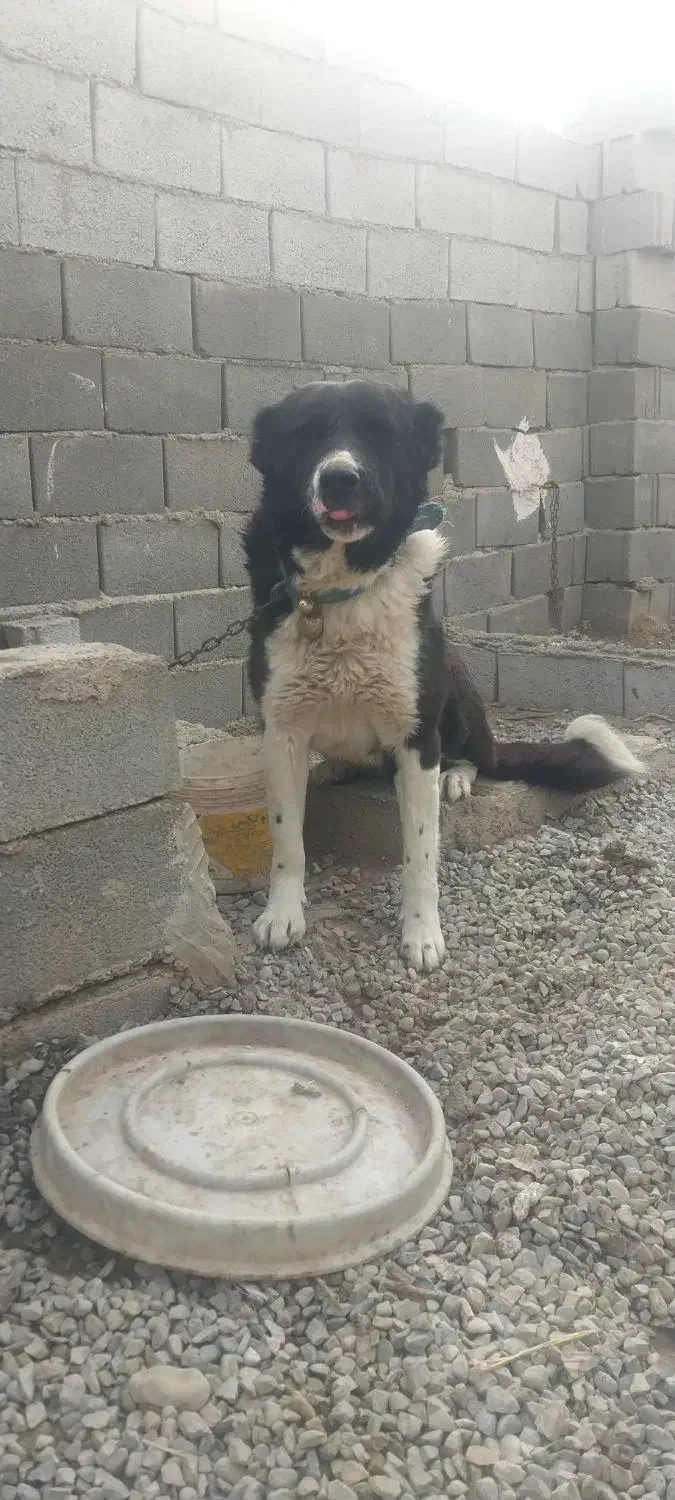 نرقهدریجانی ماده سرابی توله سرابی واگذاری سالم|سگ|جوادآباد, |دیوار