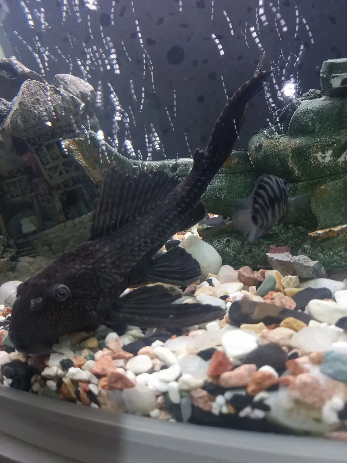 ماهی آکواریومی لجنخوار|ماهی|رشت, فرزانه|دیوار