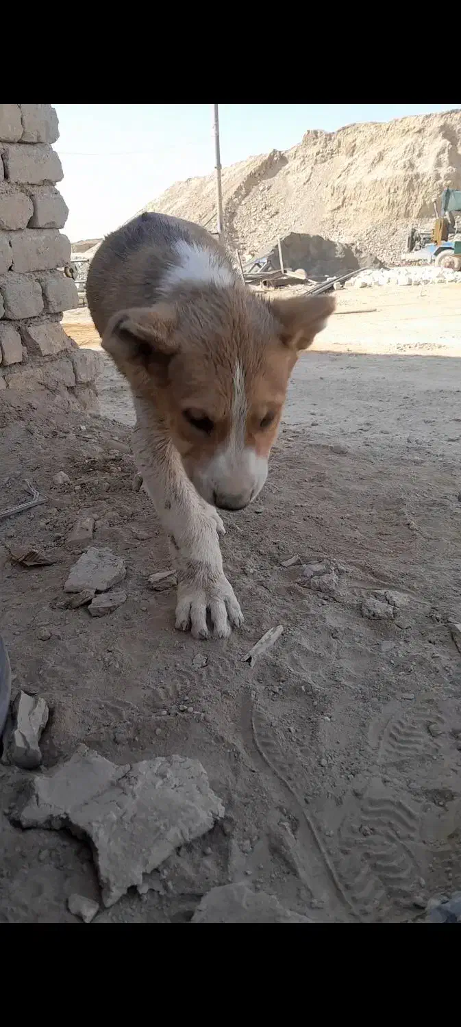 سگ سرابی|سگ|اصفهان, قهاب جنوبی|دیوار