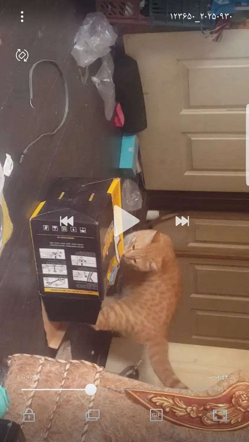 گربه ی توپولی زرد تو اطراف خ صدوقی و اینا کم|حیوانات|ارومیه, |دیوار