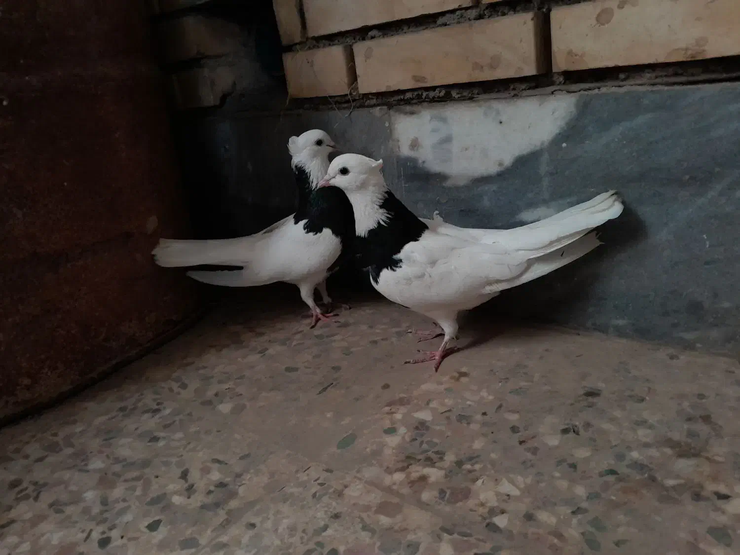 طوقی‌سیاه|پرنده|امیدیه, |دیوار