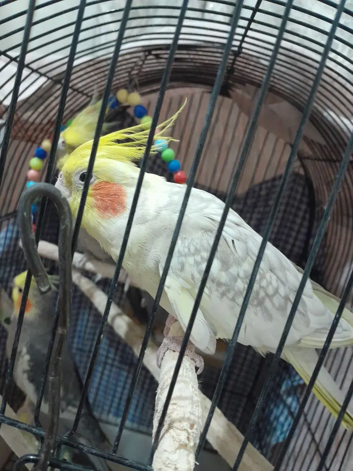 یک جفت عروس هلندی بالغ و تک سخنگو|پرنده|قرچک, محمد آباد|دیوار