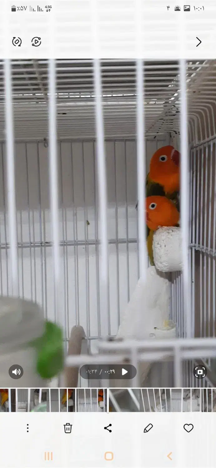 جوجه سرلاکی عروس و کوتوله برزیلی|پرنده|لامرد, |دیوار