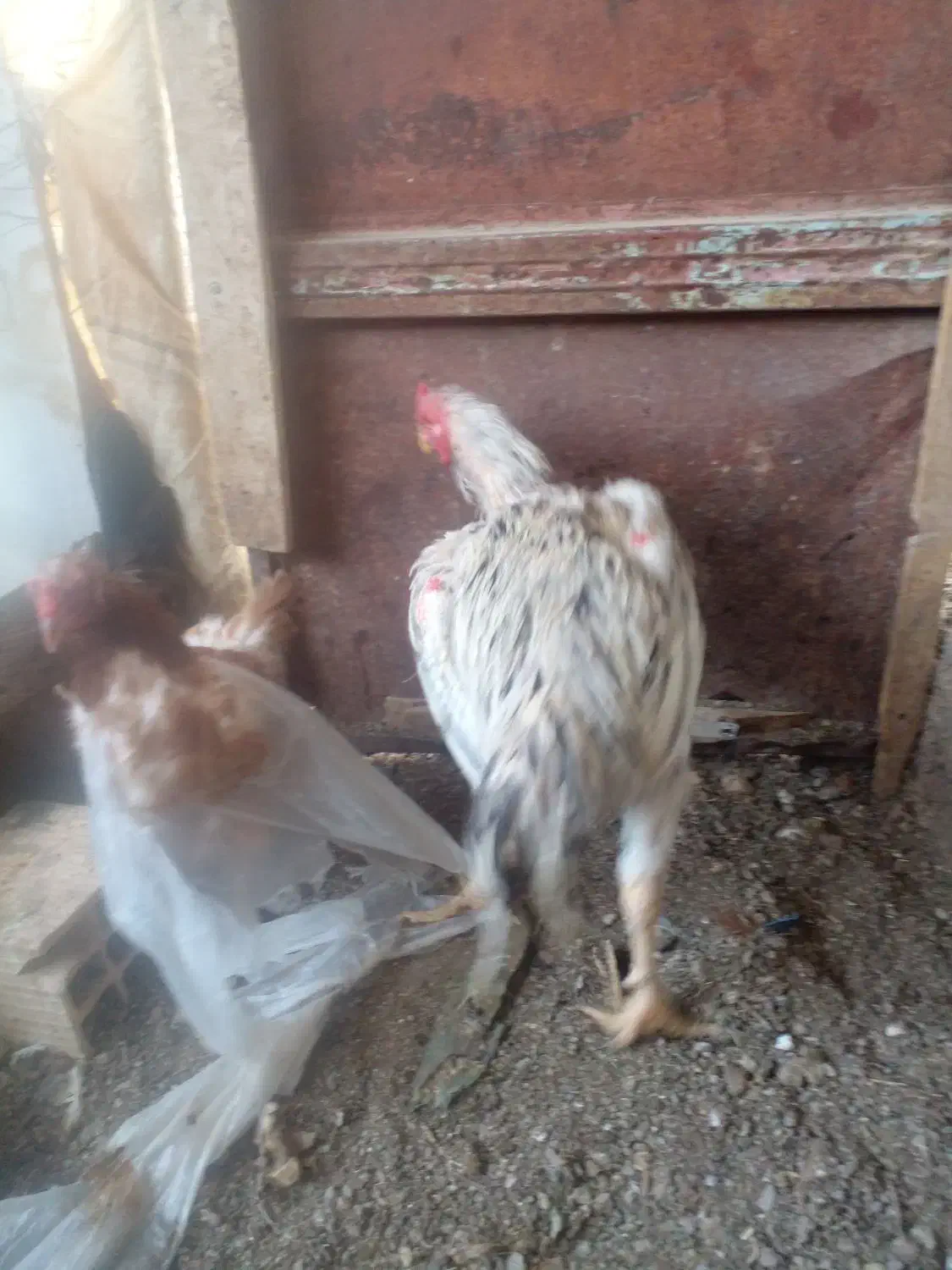 تعدادی خروس۶ماهه برای خون|حیوانات مزرعه|بیرجند, |دیوار