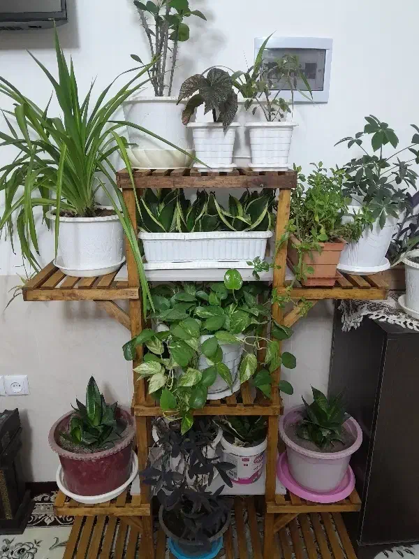 نظافت منزل|خدمات نظافت|نیشابور, مازول|دیوار