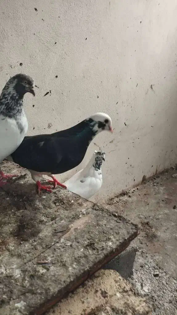 فروش کبوتر شازده|پرنده|نوشهر, |دیوار