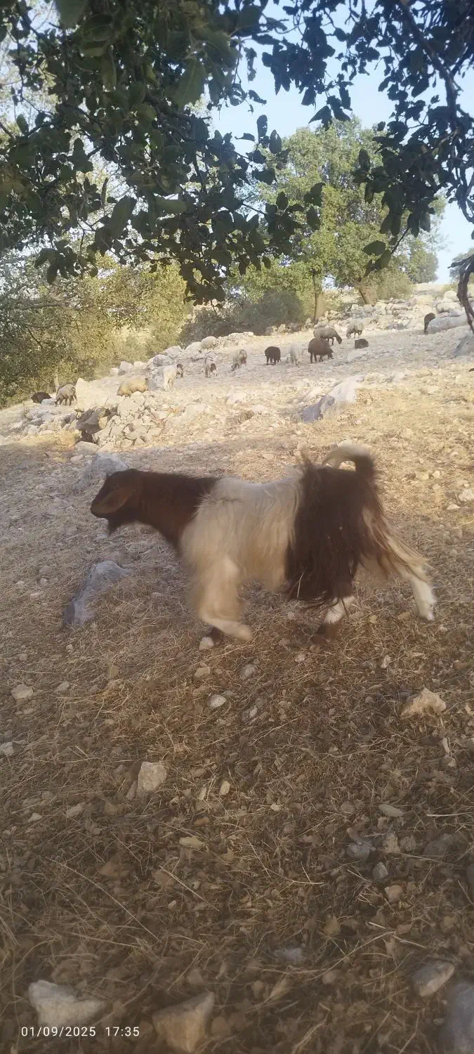فروش یه راس چپش جوان نژاد دار و سرحال|حیوانات مزرعه|لوداب, |دیوار