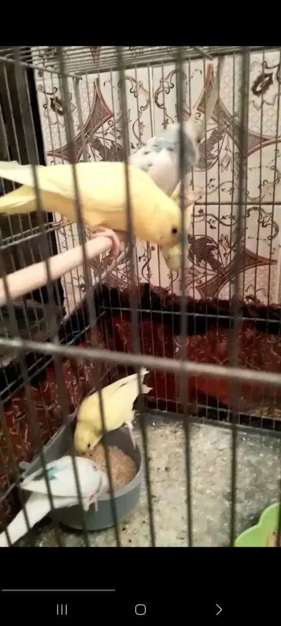 مرغ عشق و کفتر|پرنده|قم, حمام تالار|دیوار