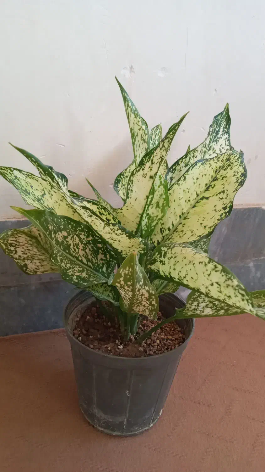 گل کلکسیونی|کلکسیون و سرگرمی|آبدانان, |دیوار