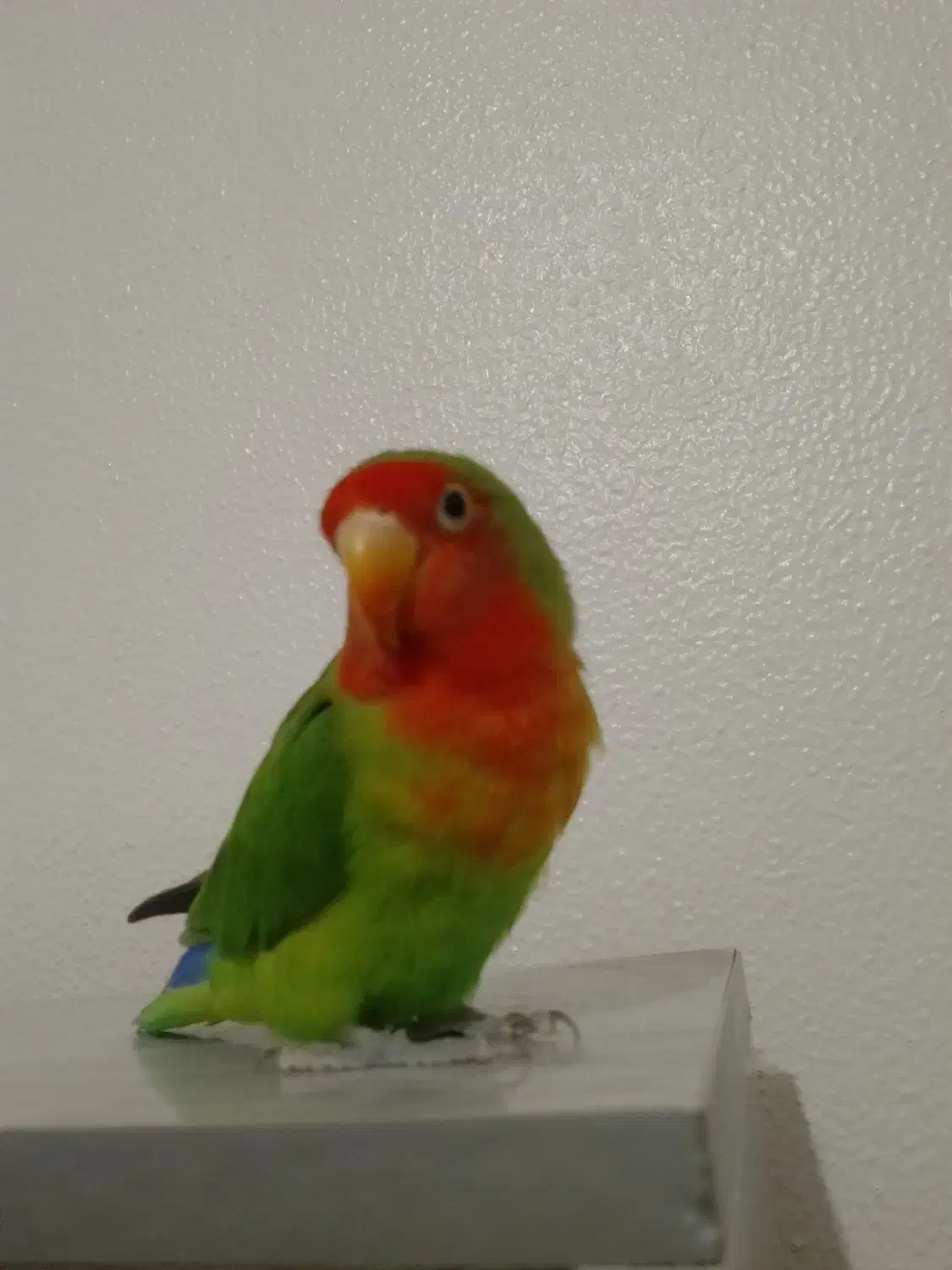 طوطی برزیلی|پرنده|شاهین‌شهر, شهرک گلدیس|دیوار