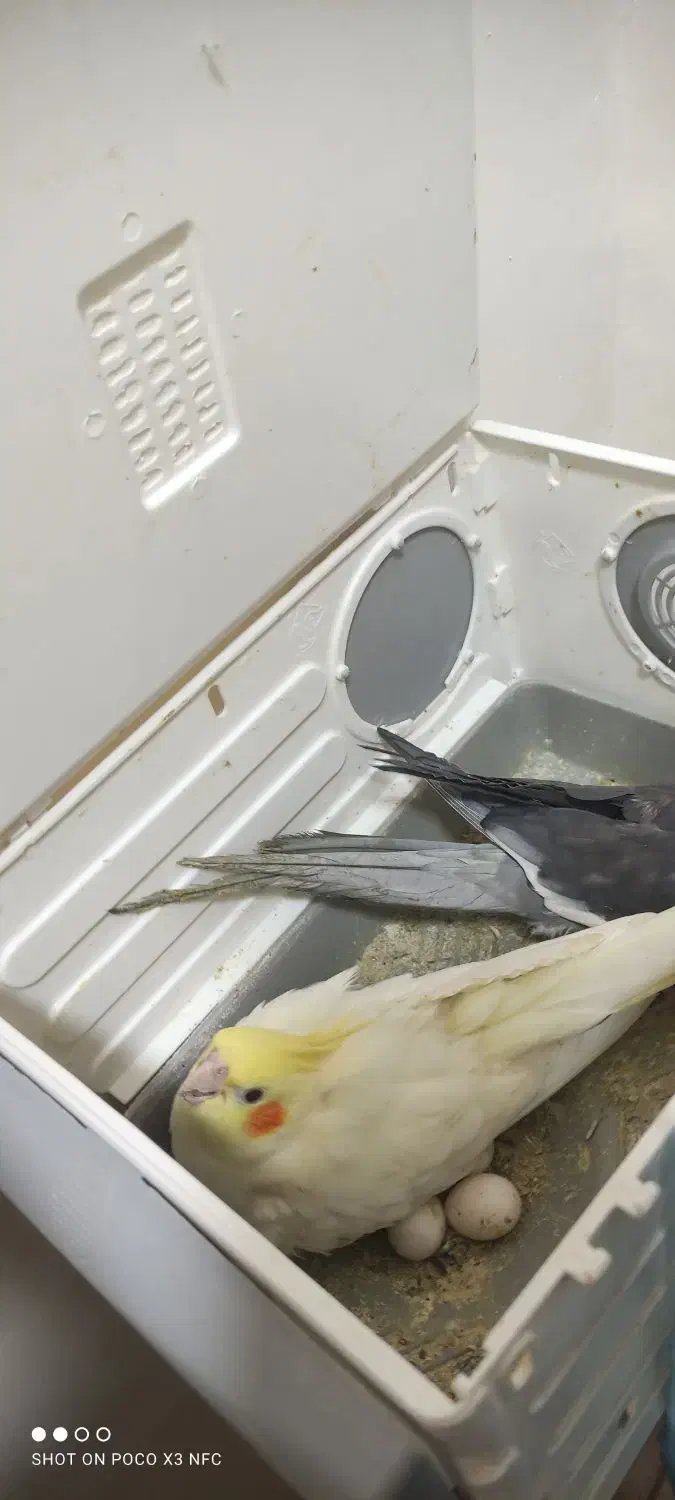 عروس هلندی همراه با تخم و جوجه|پرنده|بندر ماهشهر, |دیوار