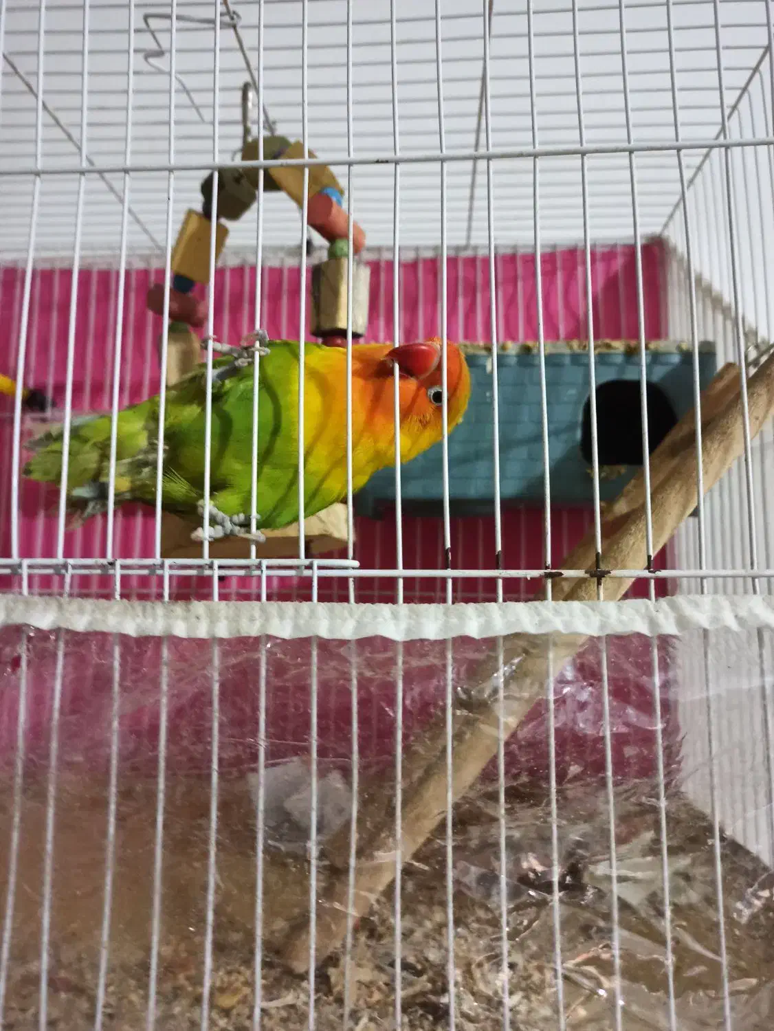 پرنده|پرنده|مشهد, انقلاب|دیوار