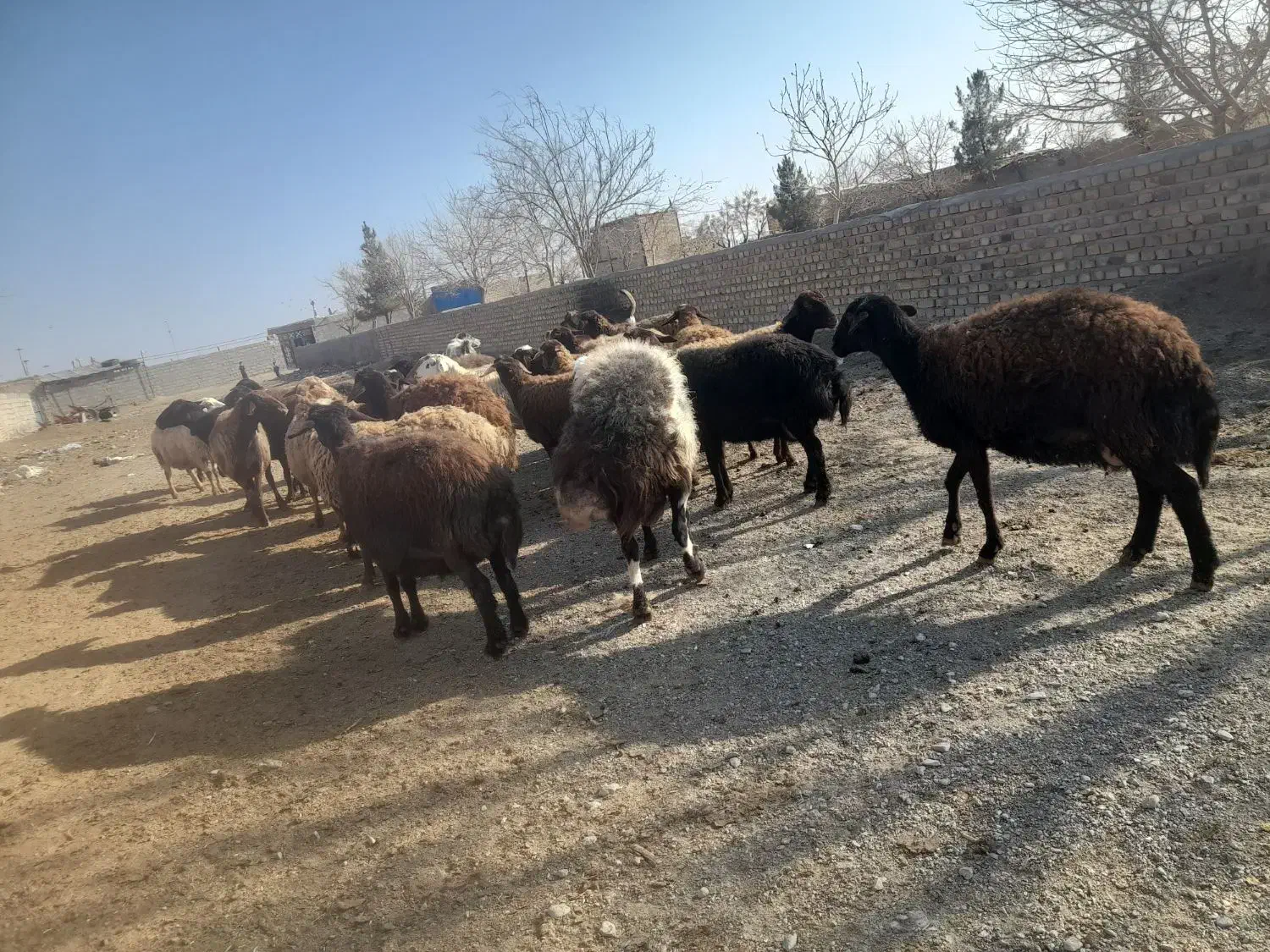 قوچ 3سال|حیوانات مزرعه|تایباد, |دیوار