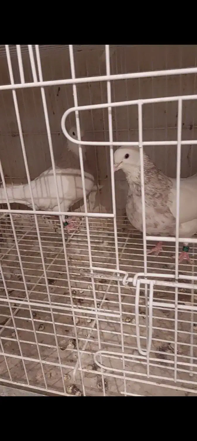 طوقی کرمانشاهی|پرنده|شاهینشهر, گرگاب|دیوار