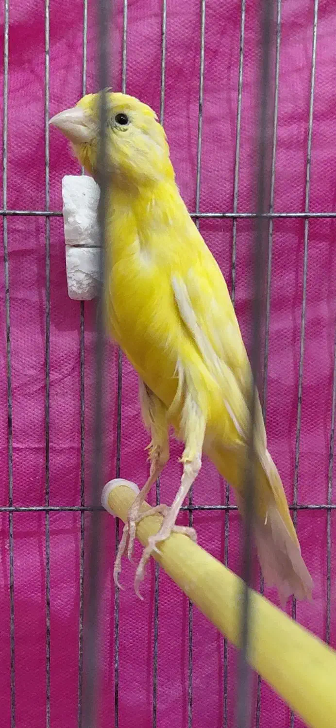 قناری نرطلایی یسر|پرنده|الوند, |دیوار