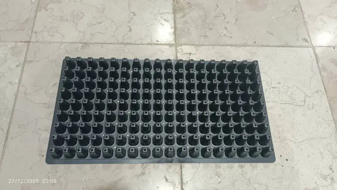 سینی کشت نشا|گل و گیاه طبیعی|محمدشهر, همایون ویلا|دیوار