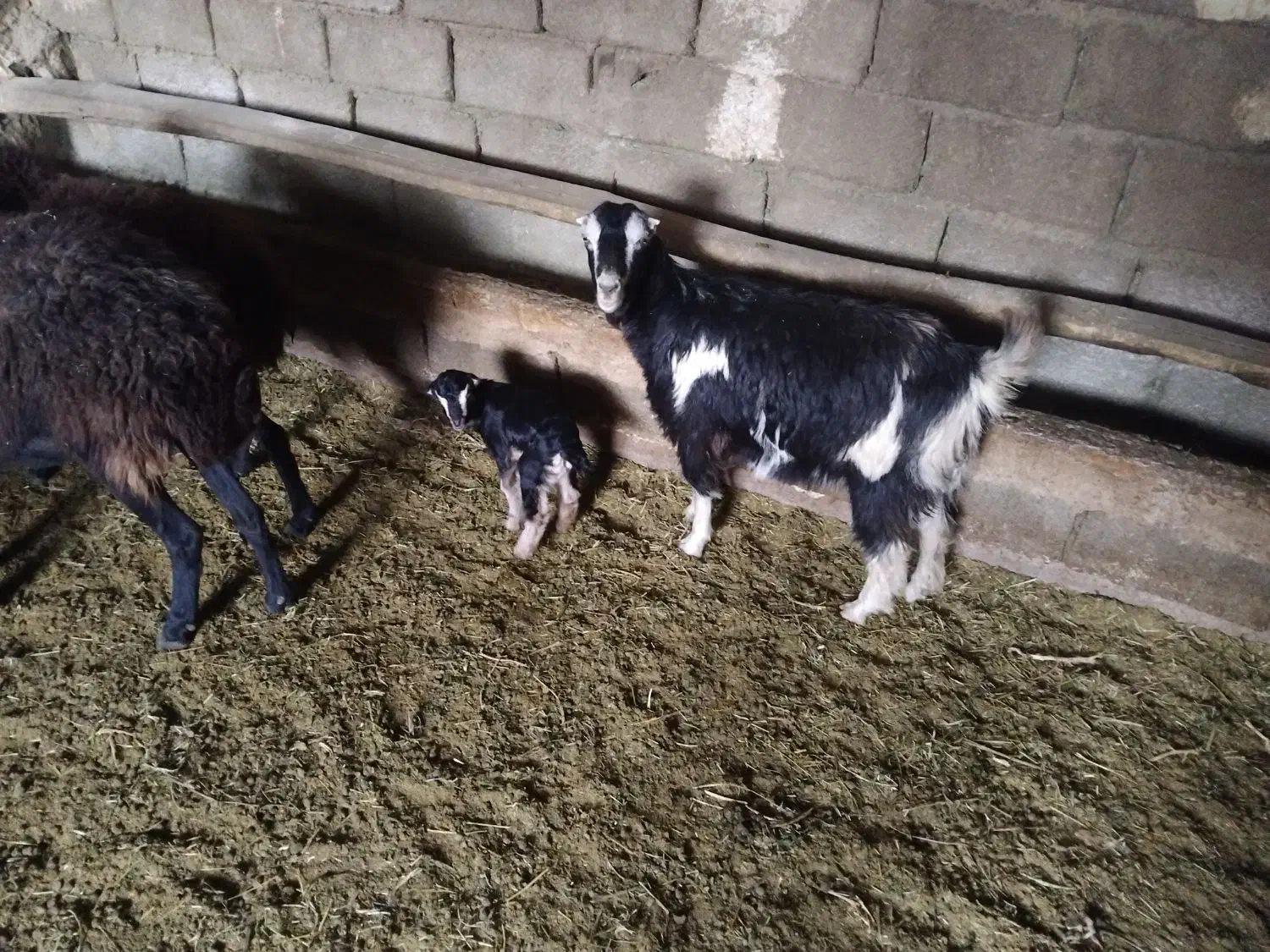 یک عدد بز و بزغاله شکم دومشو بز زاییده|حیوانات مزرعه|رباط‌کریم, رباط‌کریم|دیوار