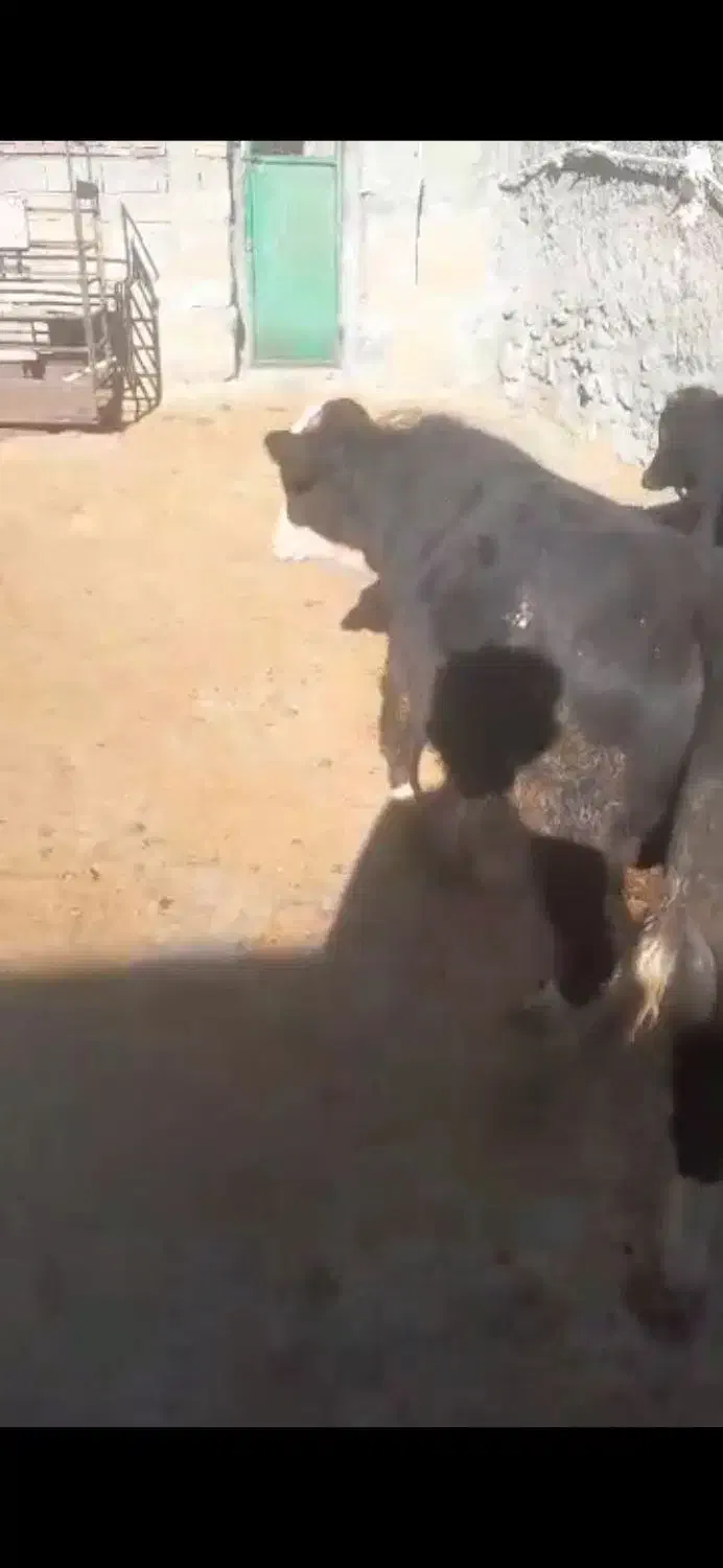 گوساله دورگ بومی کوردستان۴ راس|حیوانات مزرعه|طاهرگوراب, |دیوار