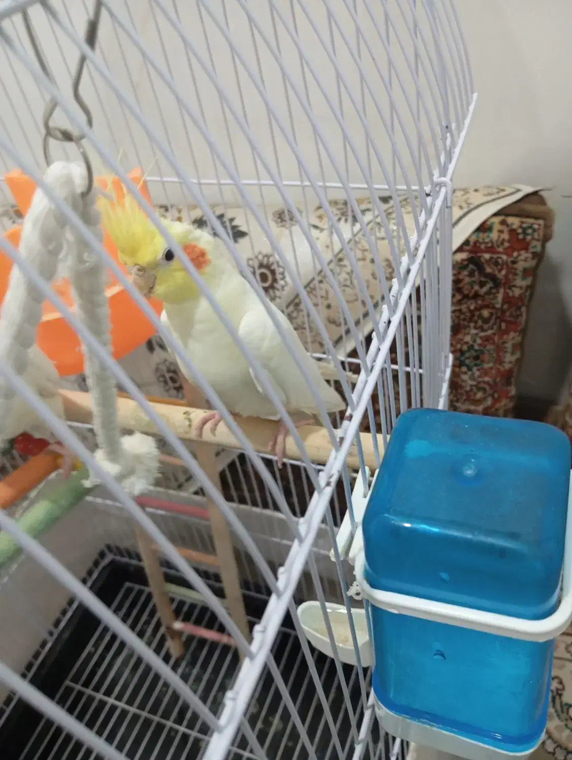 عروس هلندی|پرنده|مشهد, محمدآباد|دیوار