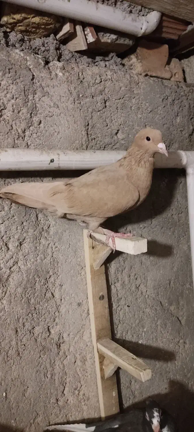 نر زرد نر دم نقره ای|پرنده|کرمان, |دیوار