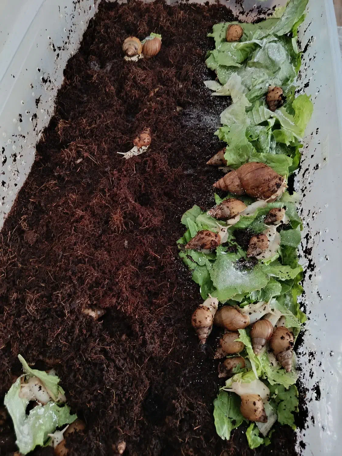 حلزون|خزنده|کاشان, باغ ماجد|دیوار