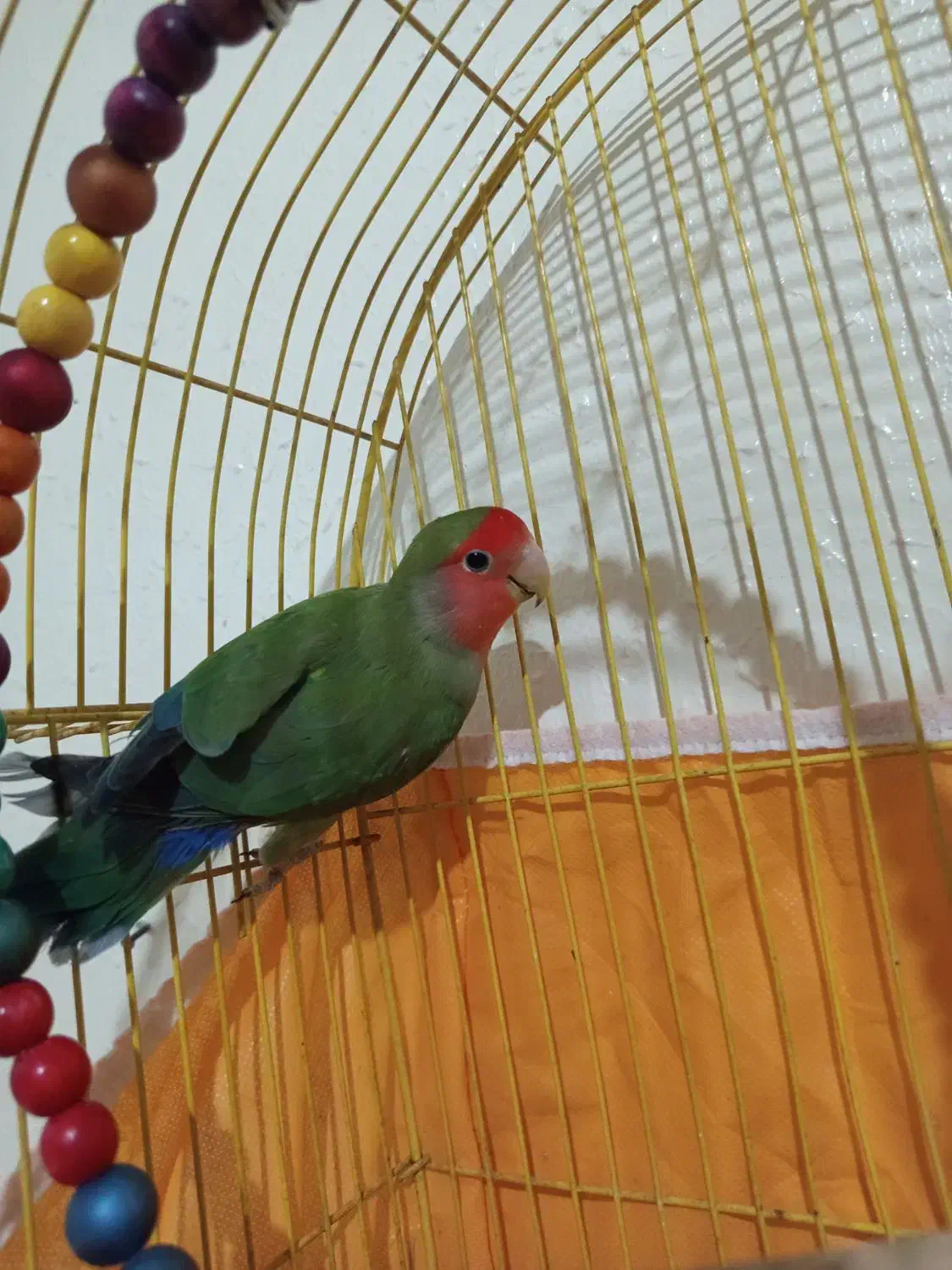 طوطی کوتوله نر مولد|پرنده|اصفهان, پوریای ولی|دیوار