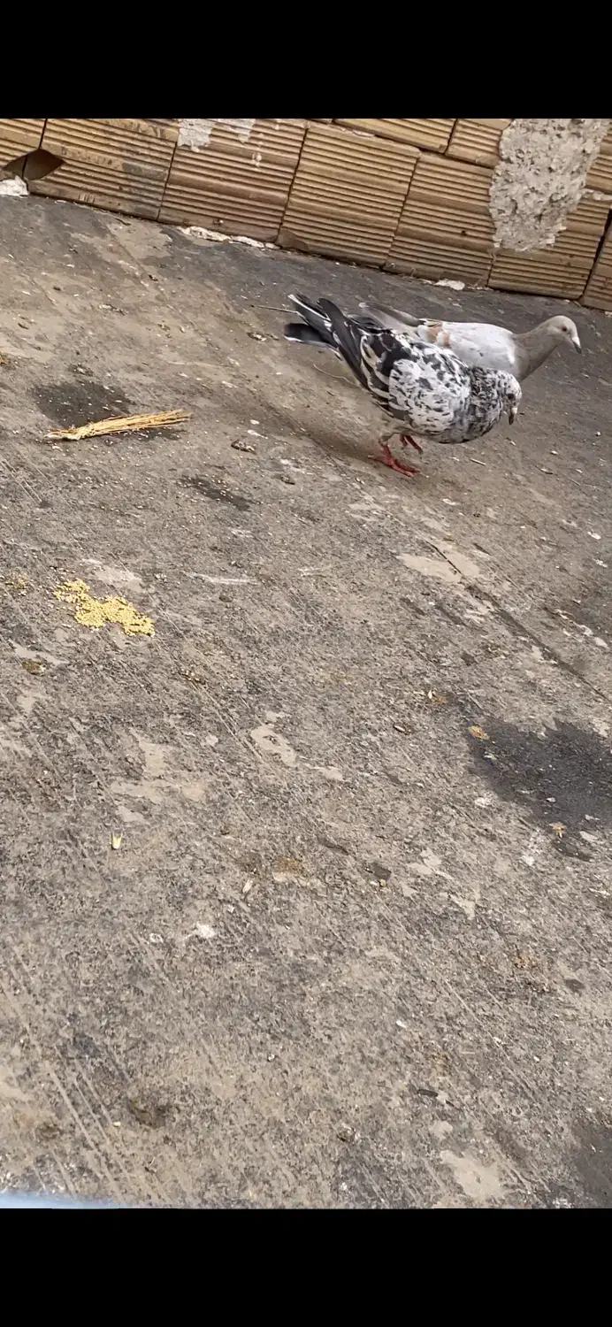 کبود هفترنگ|حیوانات|بشاریات, |دیوار