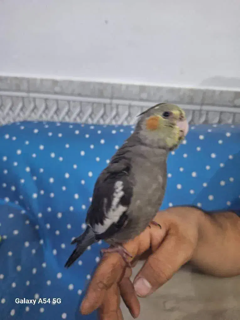 یک عدد عروس هلندی گمشده|پرنده|فراشبند, |دیوار