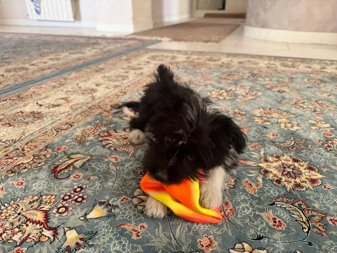 گمشده|حیوانات|اراک, |دیوار