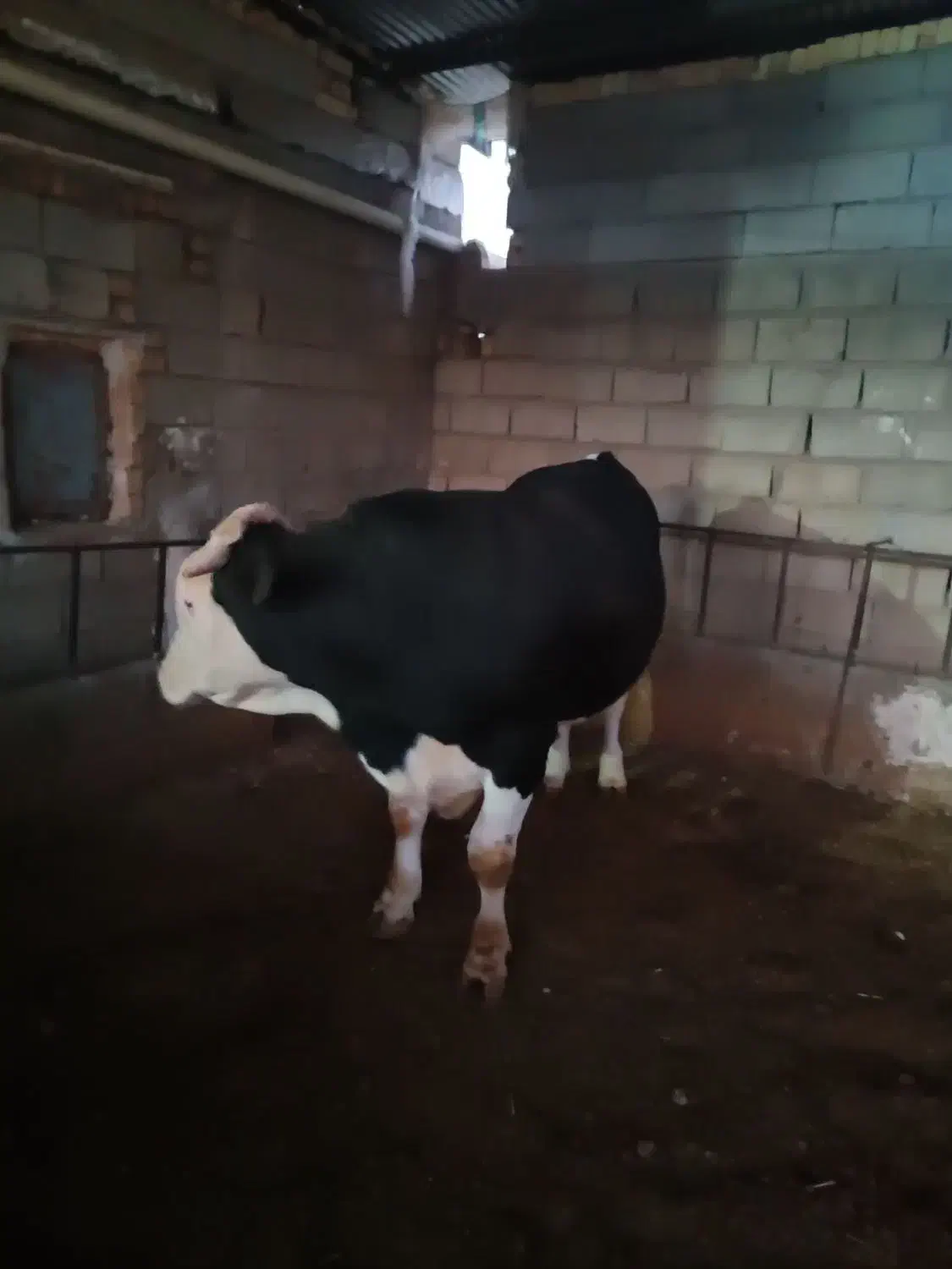 گوساله نر|حیوانات مزرعه|کوهنانی, |دیوار