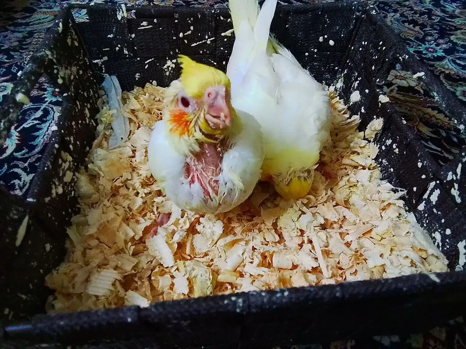 فروش|پرنده|تهران, خرمشهر|دیوار