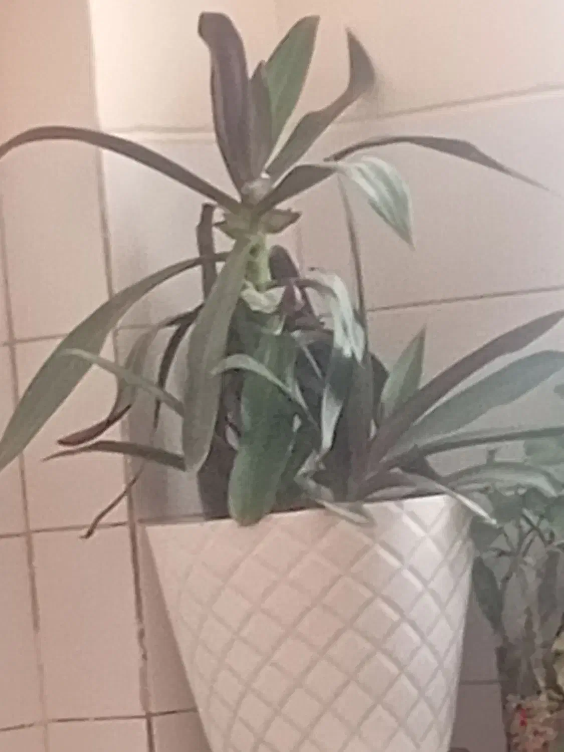 گل موسی در گهواره|گل و گیاه طبیعی|یزد, |دیوار