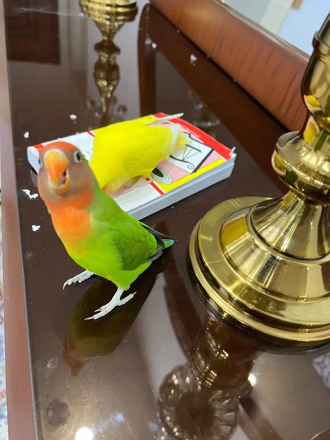 دو عدد طوطی برزیلی|پرنده|ماهدشت, |دیوار