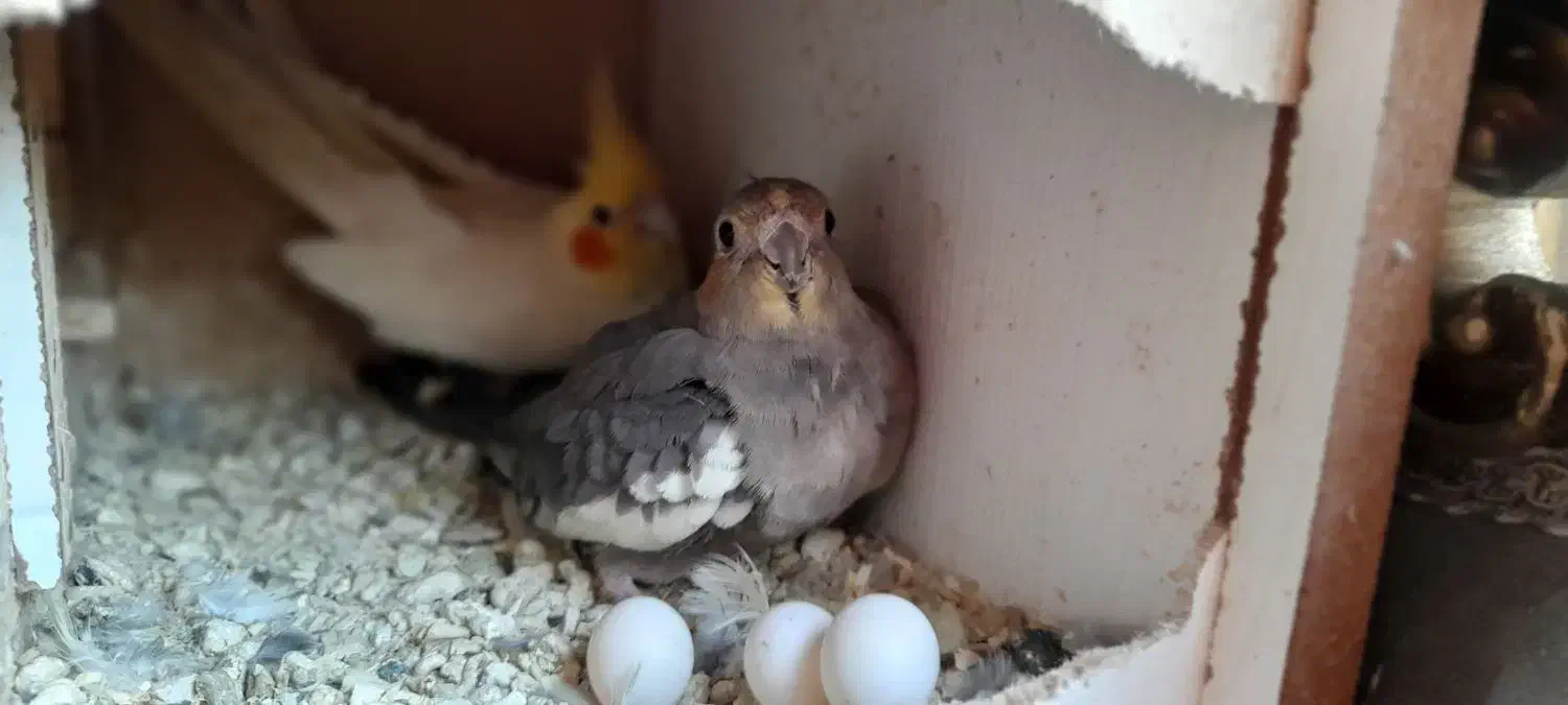 یک جفت عروس هلندی مولد|پرنده|گرمدره, |دیوار