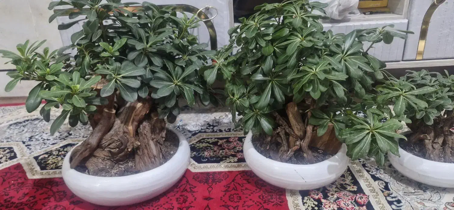 درختچه بونسای خارجی|گل و گیاه طبیعی|اهواز, کمپلو جنوبی|دیوار