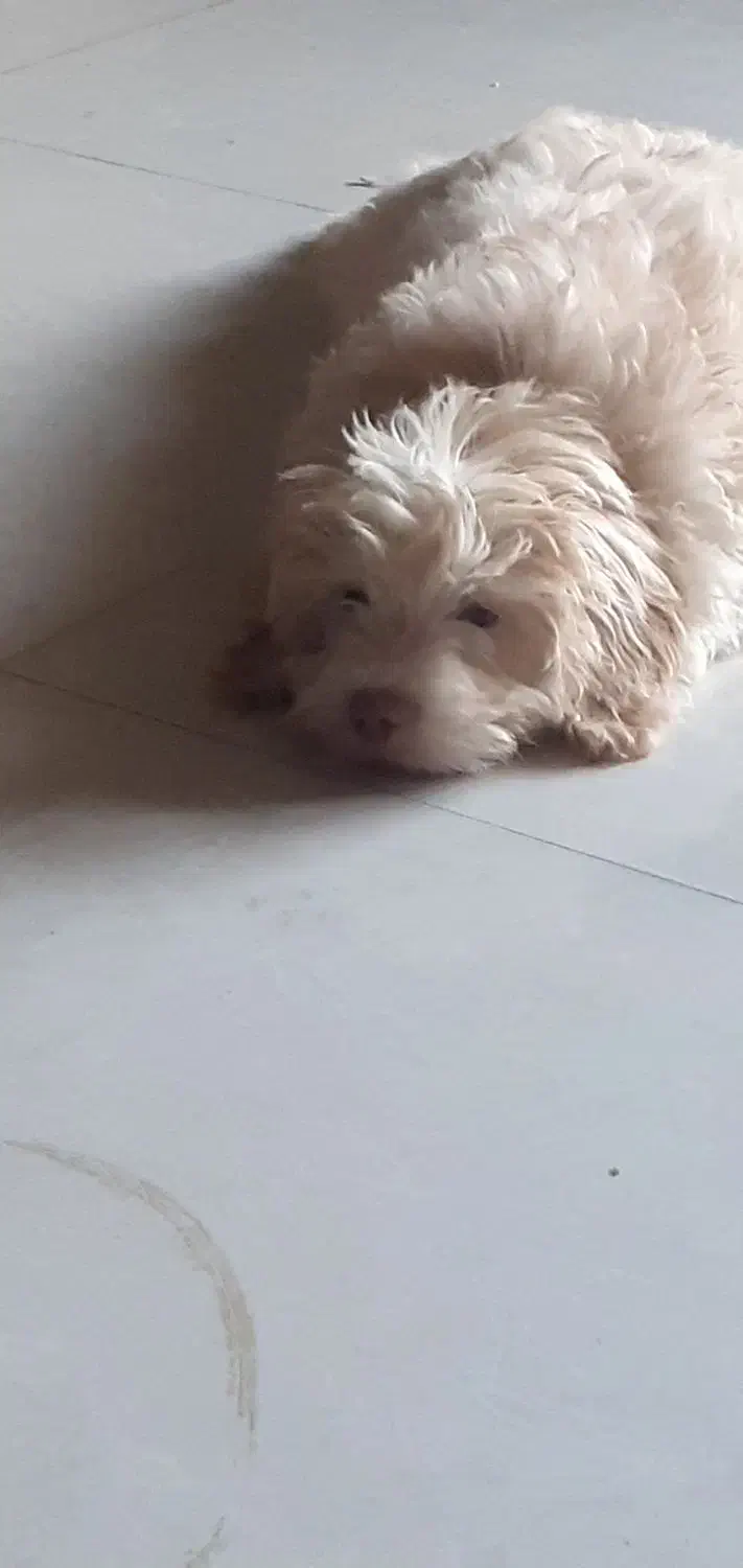 سگهای پاپی۶۰۰|سگ|خمینیشهر, |دیوار