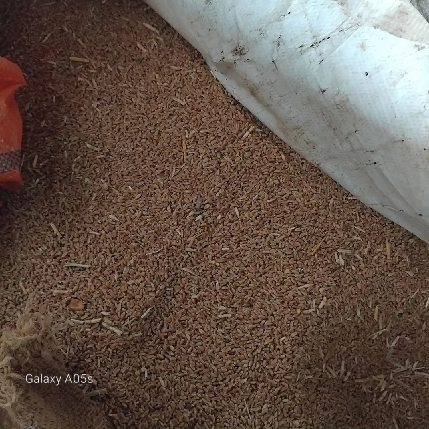 گندم پیشگام|خدمات باغبانی و درختکاری|طاغنکوه, |دیوار