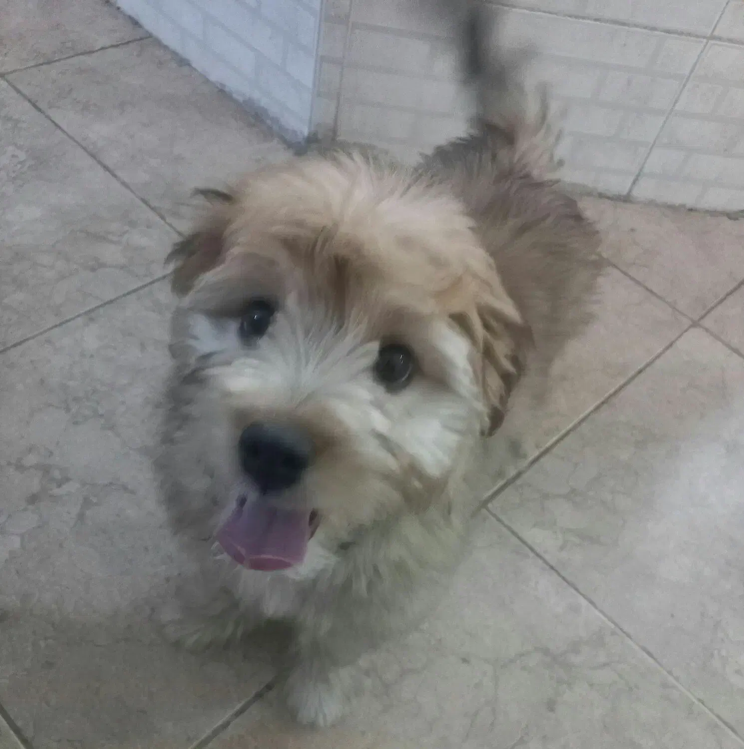 سگ تول|سگ|کرج, کیانمهر|دیوار