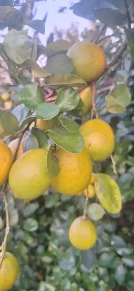 تامسون درجه یک 45تومن|حراج|ساری, |دیوار