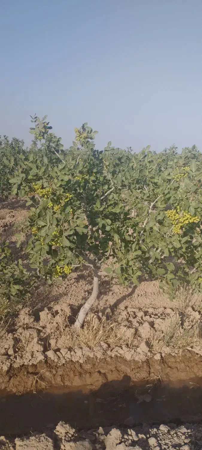 باغ پسته بارده|فروش زمین و ملک کلنگی|بوئین زهرا, |دیوار