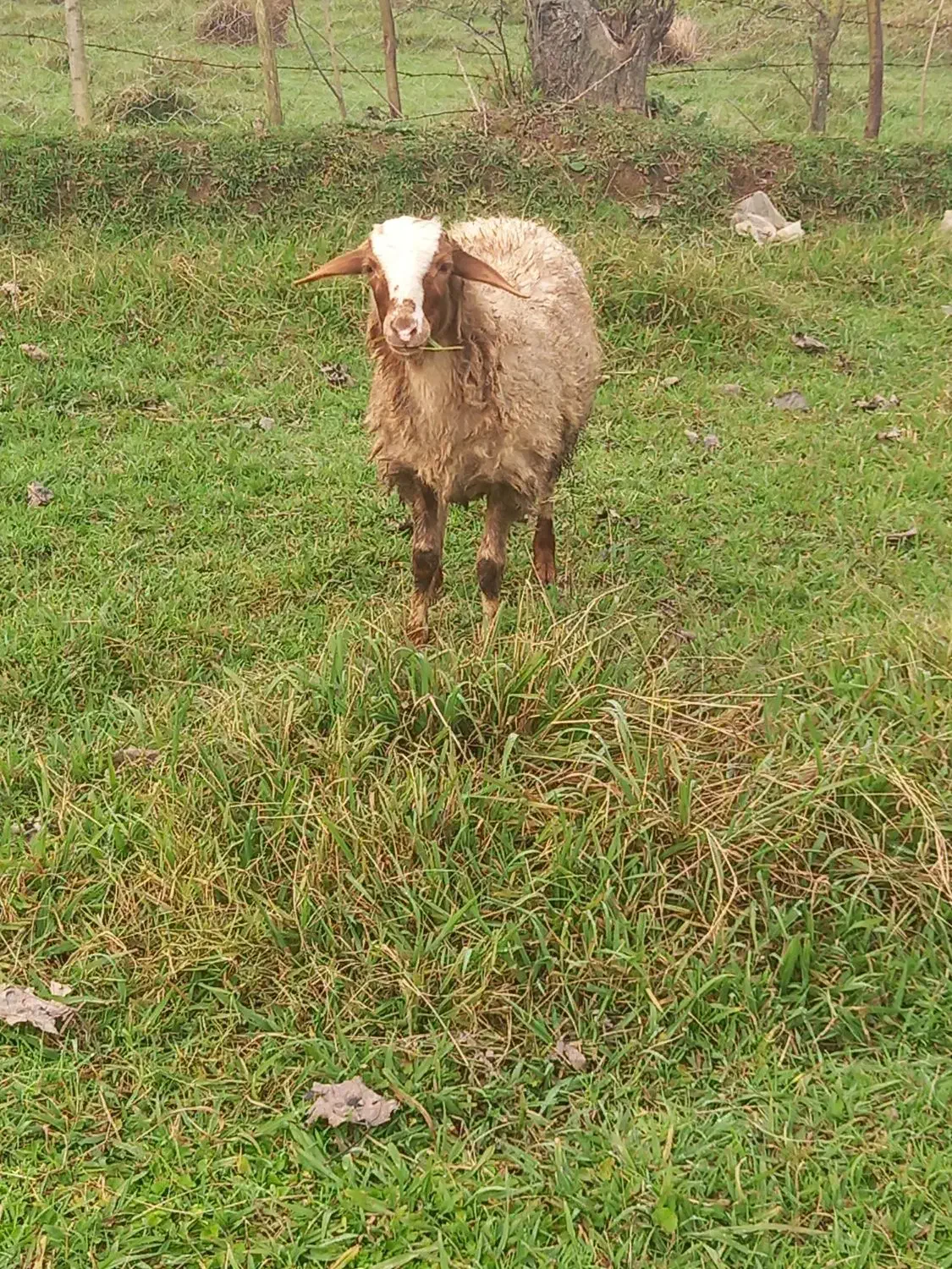 لیشه و گوسفند ماده|حیوانات مزرعه|سیاهکل, |دیوار