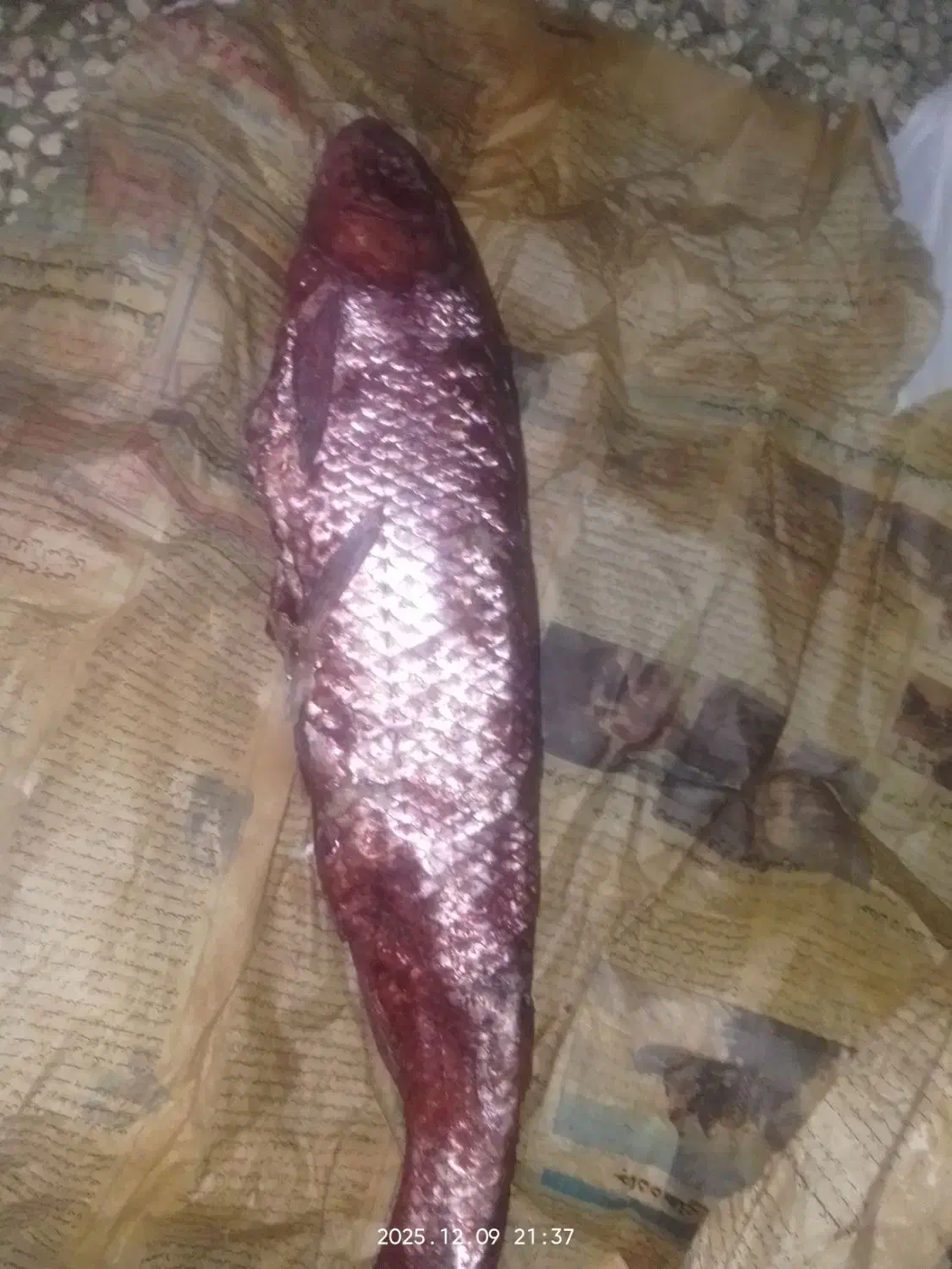 فروش ماهی سفید اشپل دارشورشوده|ماهی|بندر انزلی, بشمن|دیوار