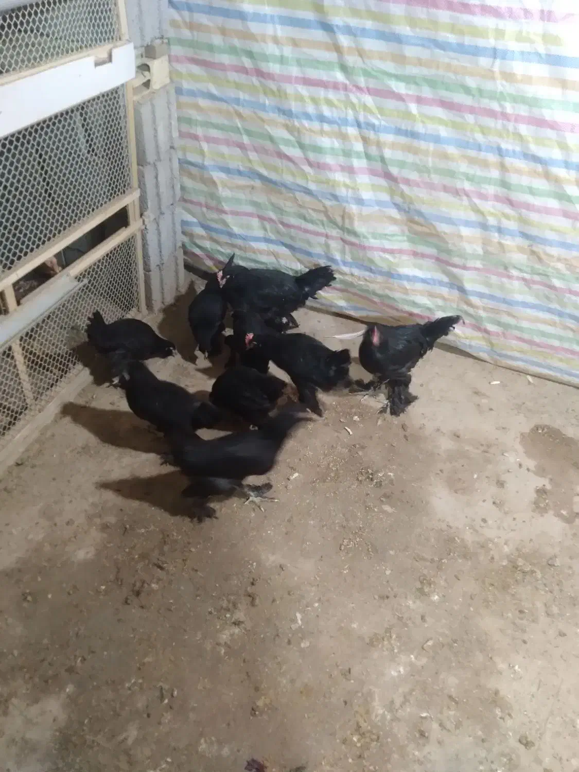 جوجه مرند سیاه|حیوانات مزرعه|تبریز, |دیوار