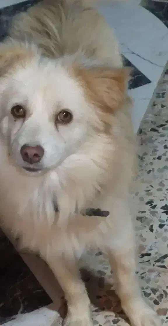 سگ.|سگ|بندرعباس, |دیوار