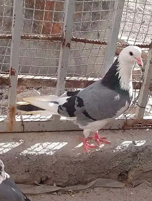 کبوتر تک پر|پرنده|بندر ترکمن, |دیوار