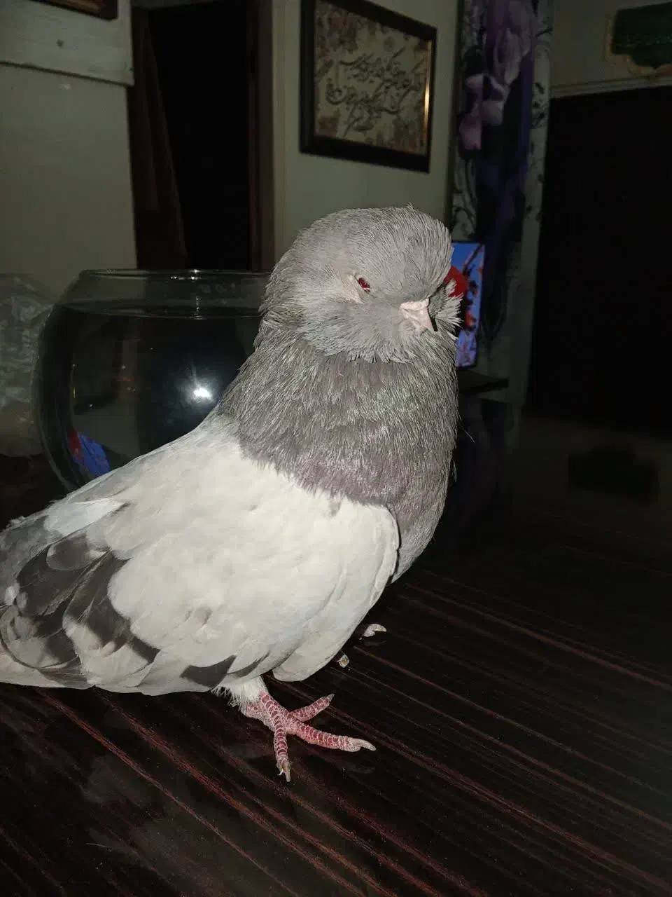 کبوتر نوک قنار|پرنده|رباط‌کریم, رباط‌کریم|دیوار